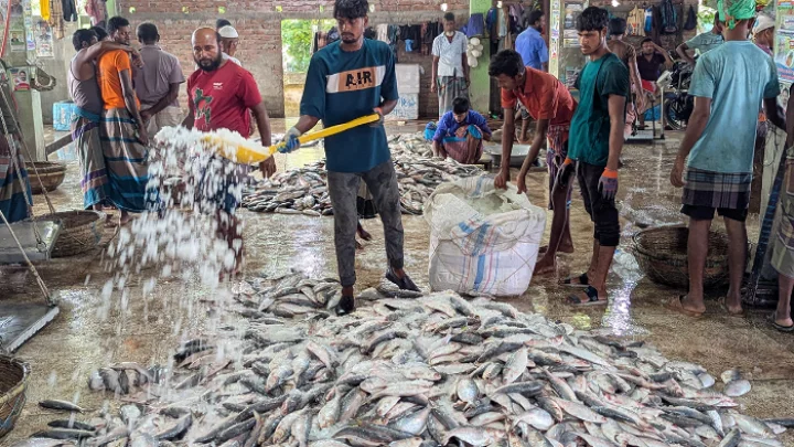 জাটকা শিকারে নিষেধাজ্ঞা মধ্যরাত থেকে শুরু হচ্ছে ছবি: সংগৃহীত।